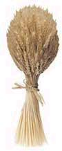 wheat.jpg
